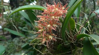 preview picture of video 'Anggrek Macradenia multiflora'