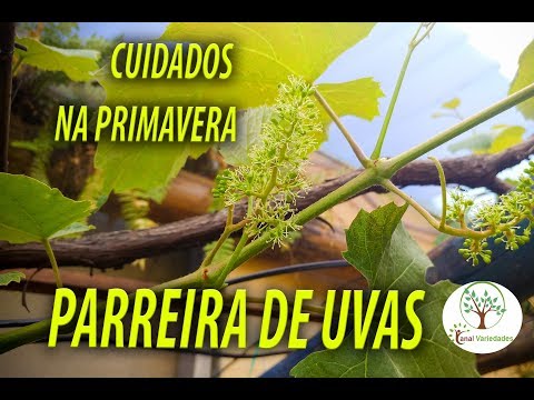 , title : 'Parreira de Uva em Casa cuidados importantes com Sergio Semerdjian'