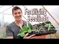 HOW And WHEN You Should Fertilize Your Vegetable Seedlings