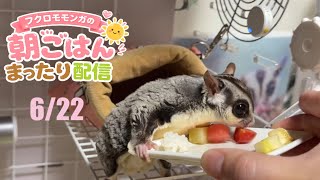 あさり1号2号の朝ごはんまったり配信🐿政治界隈の日常に小さな癒やしをお届け中 #フクロモモンガ 