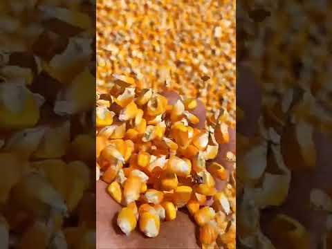 colheita de milho em Porto dos Gaúchos Mato Grosso