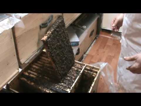 1/8 Familie de albine super dezvoltata in primavara in "Bio Stup - Ioan Ursu" pavilion apicultura