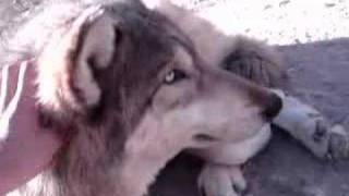 Wolf Mountain Sanctuary: Petting the Wolves