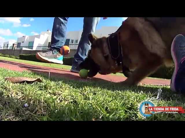 Vídeo relacionado con Chuckit Juguetes De Peluche Para Perros Ultra Tumbler