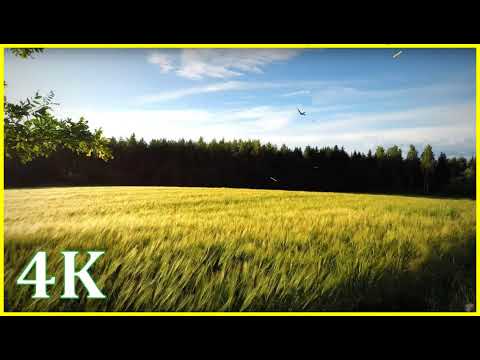Happy Summer moments 4K NO LOOP - Field with Wind, Swallows, & Windchimes