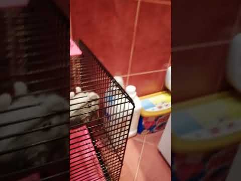 hamster#hero#pet#hamsterlive#hamster