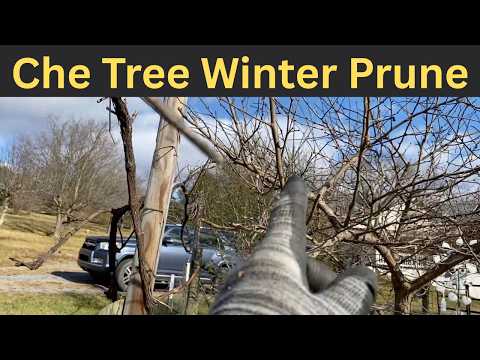 Winter Che Tree Pruning: A Permaculture Perspective