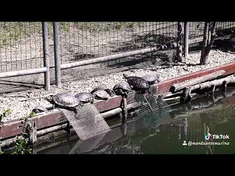 Uno su mille ce la fa