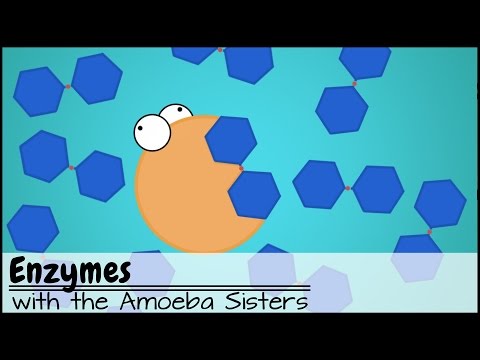Enzymes - The Amoeba Sisters thumbnail