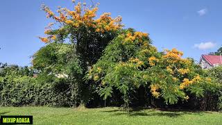 Download lagu CURLY 0FFlCALLY ACC€PT THE NAM€  SH€ WA$ RUNNING FR0M mp3