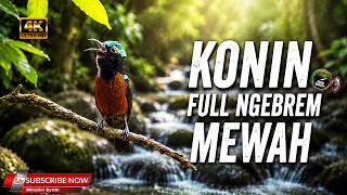 Download lagu ASLI ISTIMEWA !! KONIN FULL NGEBREN MEWAH PAS UNTUK MASTERAN KOLIBRI NINJA AUDIO JERNIH mp3