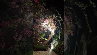 Hang M&uacute;a Lotus Homestay - Pool Area #ninhbinh #vietnam #hangmua #muacave #cave #ricefield