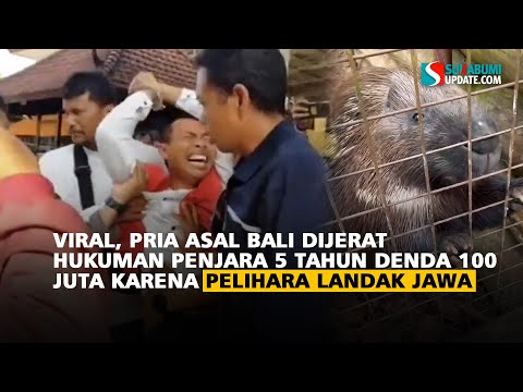 Viral, Pria Asal Bali Dijerat Hukuman Penjara 5 Tahun denda 100 juta Karena Pelihara Landak jawa