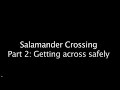 Salamander Crossing Brigades: What to do on a Crossing Night