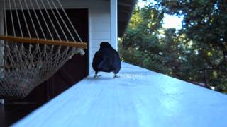 preview picture of video 'Ti Kaye Village finches'