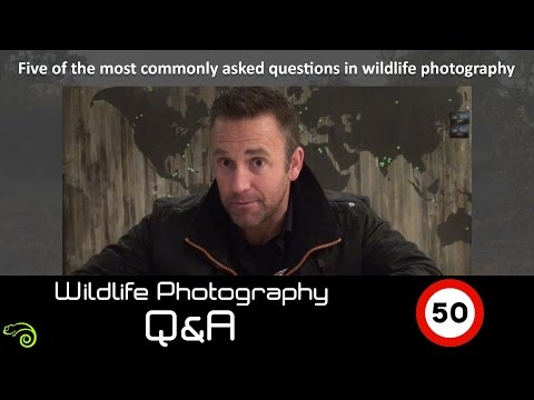 Wildlife Q&A - Episode 50:  The most commonly asked questions in wildlife photography.