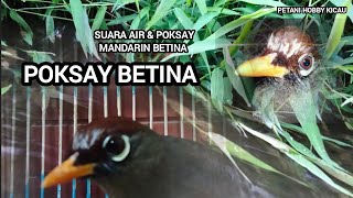 Download lagu Video Original POKSAY MANDARIN BETINA MANGGIL JANTAN, suara air paling AMPUH buat terapi & pancingan mp3 Download lagu Video Original POKSAY MANDARIN BETINA MANGGIL JANTAN, suara air paling AMPUH buat terapi & pancingan mp3