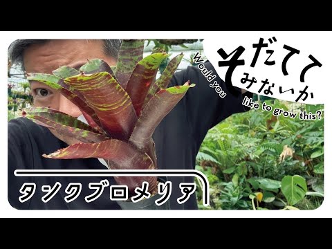 園芸 ブローディアエア