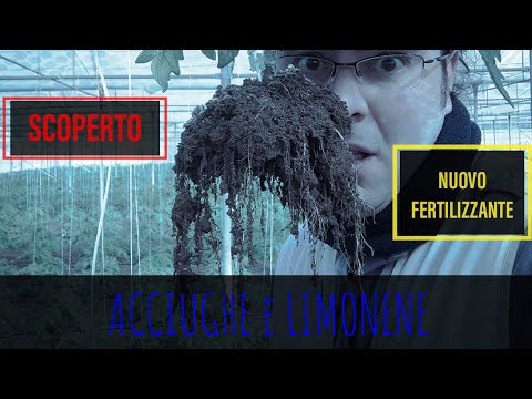 Acciughe E Agrumi Nuovo Fertilizzante