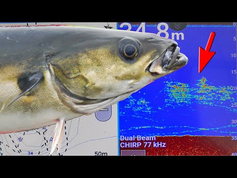 Seelachsangeln in Norwegen: Wir haben die Zeichen gedeutet!