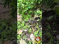 CHUVAS CASTIGARAM JUQUITIBA ESTRADA VELHA FATIADA