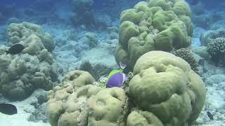 Feridhoo Reef Snorkling | Maldives | 2020 | Gopro 2K 60