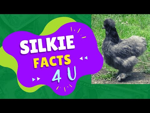 , title : 'Silkie facts 🐓 Silky 🐓 Chinese silk chicken 🐓'