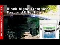 Black Algae Treatment, Get Rid of Black Algae in ...