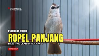 Download lagu Suara Burung TRUCUKAN gacor TARUNG ROPEL PANJANG pancingan trucukan agar JADI trucuk gacor EMOSI mp3
