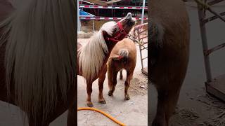 Download lagu Miniature horse breeding: pony love. mp3