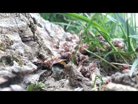 Bumblebee queen, Bombus terrestris, coming out of hibernation