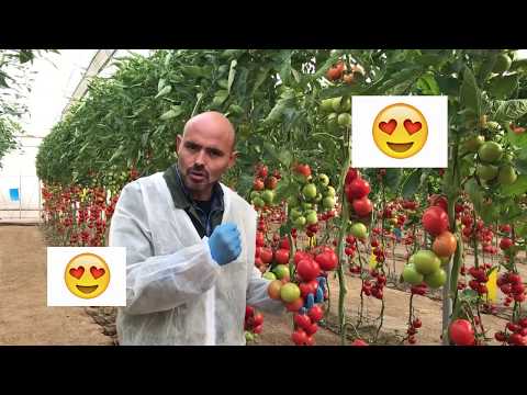 Experiencias Enza Zaden - Tomate CORTESÍA en Invernadero de ALMERIA