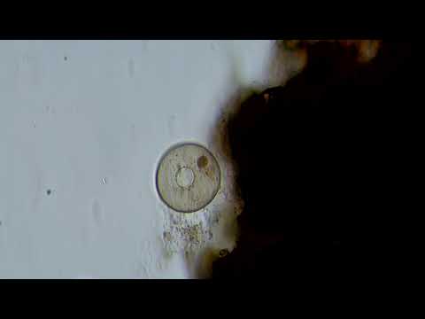 Dead Cell
