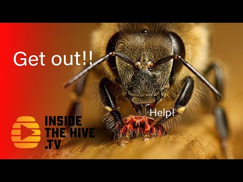 , title : 'HONEY BEE Apis cerana terrorizes VARROA MITE'