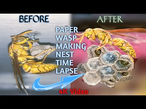 Thumbnail for Paper Wasp Making Nest Time Lapse | What's Inside A Paper Wasp's Nest Part - 2 | 4K by W.A.S.P. (band)