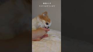 舐め魔です！通報してください！！ #チワワ #犬のいる暮らし #癒し