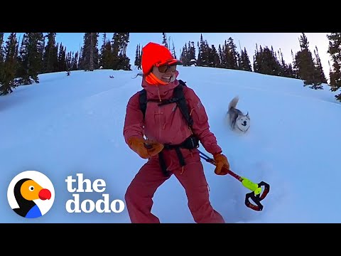 Woman And Her Husky Loving Skiing Together | The Dodo