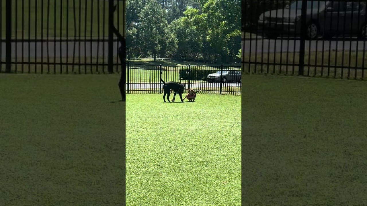 Stormy, a Adoptable American Staffordshire Terrier in Raleigh, NC video 6/6