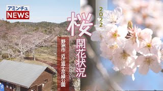【アミンチュニュース】 桜開花状況 野洲市 近江富士花緑公園