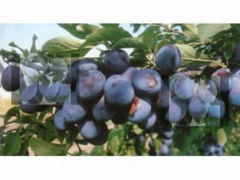 Už dozreli želene jahodi