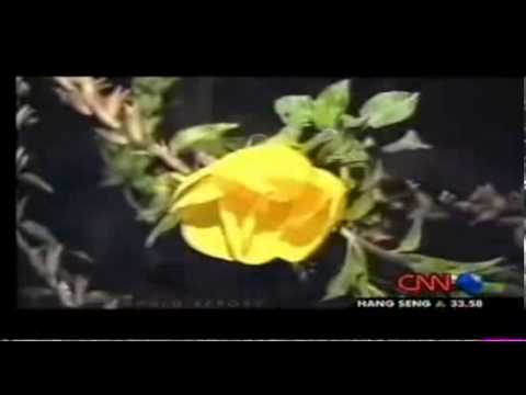 Video Menarik – Bunga Mekar Semasa Azan Berkumandang 