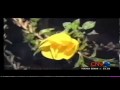 Flower Miracle Bloom When Hear The Azan CNN