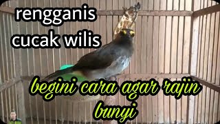 Download lagu cara merawat burung cakwilis/rengganis tetap gacor mp3 Download lagu cara merawat burung cakwilis/rengganis tetap gacor mp3