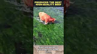 Greater Khingan Cattle Farm In Mongolia