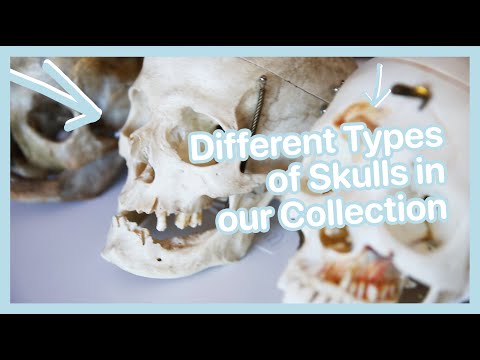 different types of real Human skulls!?