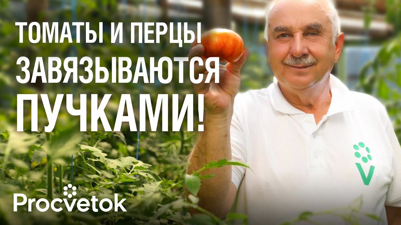 САМАЯ ВАЖНАЯ ПОДКОРМКА ТОМАТОВ И ПЕРЦЕВ ВО ВРЕМЯ ЦВЕТЕНИЯ для увеличения урожая!
