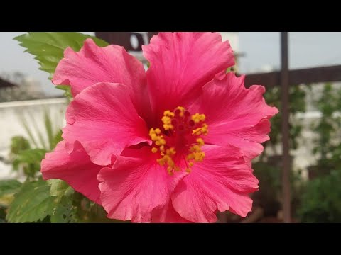 Double layer Hibiscus Flower