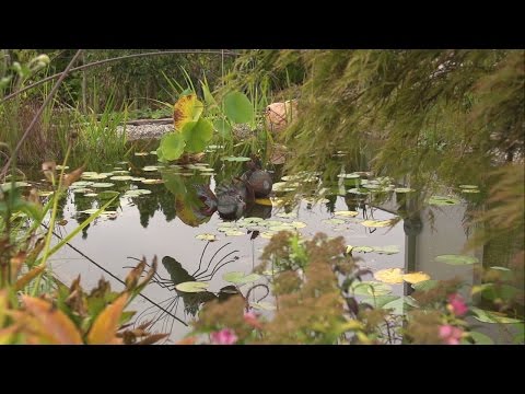 Teich reinigen und pflegen 🐟🌷 Gartenteich Pflege Ratgeber 💧