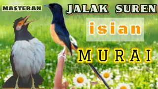 Download lagu Jalak suren isian murai,putar masteran ini dan lihat hasilNya!!! mp3 Download lagu Jalak suren isian murai,putar masteran ini dan lihat hasilNya!!! mp3