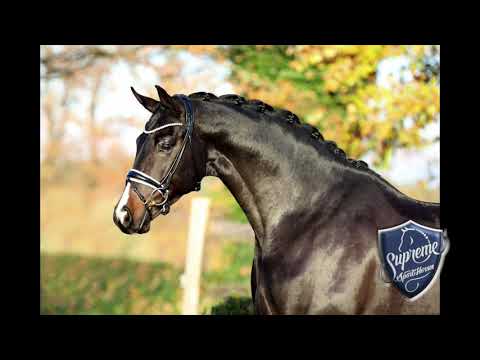 Christmas Collection 2020